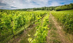 Organic wine field