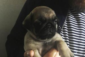 pug