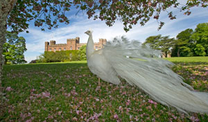 Get Hitched at Scone Palace