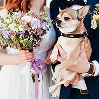 Weddings Go To The Dogs As Puppy Love Grips The Nation