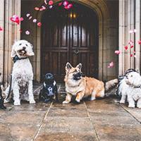 Dog wedding