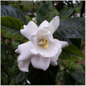 vowsgardenia