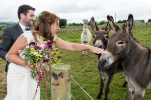 wedding, bride & groom with donkey
